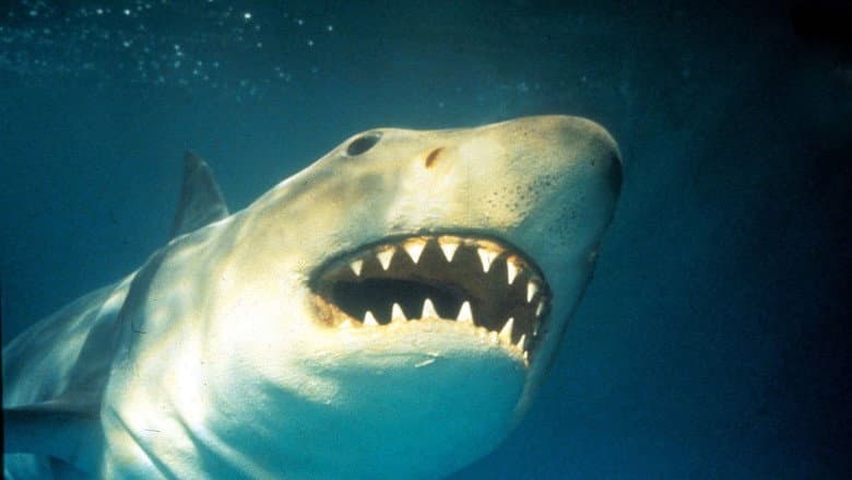 Backdrop from Shark Terror: The Real Jaws