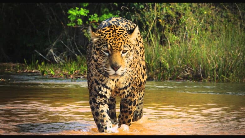 Backdrop from Colombia: Wild Magic