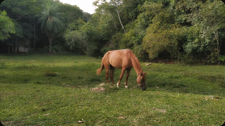 Backdrop from A horse looked at the sky with hope of escape