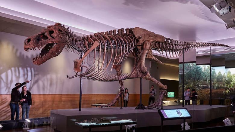 Backdrop from T-rex, le roi des dinosaures