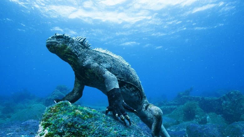 Backdrop from Galapagos 3D: Nature's Wonderland