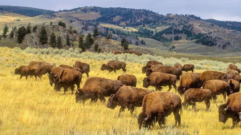 Backdrop from Yellowstone in Four Seasons