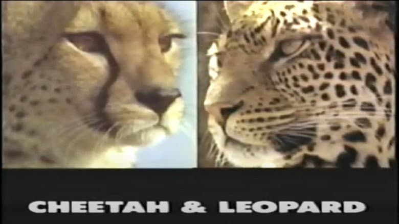 Backdrop from Predators of the Wild: Cheetah and Leopard