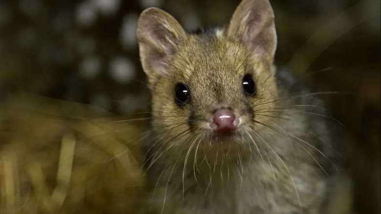 Backdrop from Quoll Farm