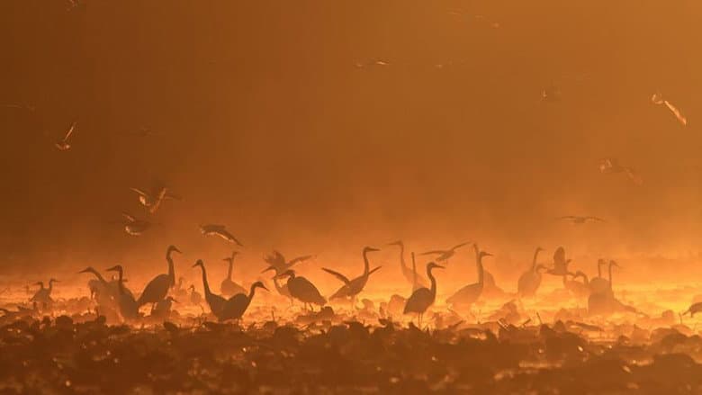 Backdrop from Gemenc – The World of Floodplains