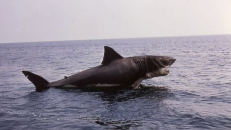 Backdrop from Inside Jaws