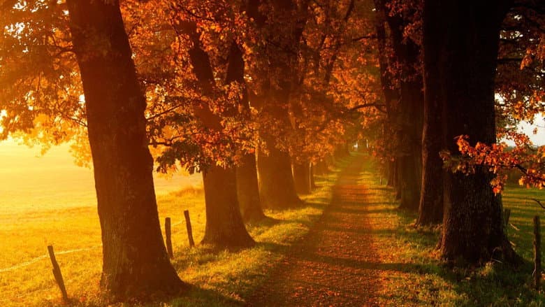 Backdrop from Voir l'automne, une saison en France