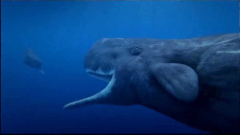 Backdrop from Tim Haines Deep Ocean