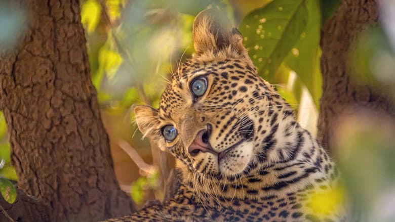 Backdrop from The Leopard Legacy