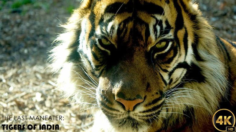 Backdrop from The Last Maneater: Killer Tigers of India