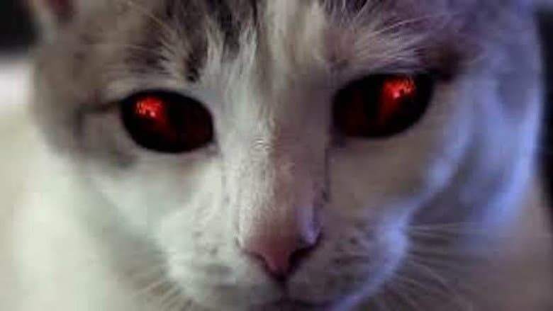 Backdrop from Hell's Kitty
