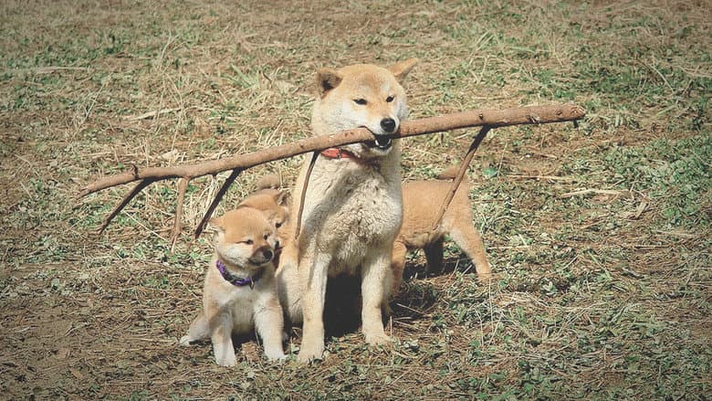 Backdrop from A Tale of Mari and Three Puppies