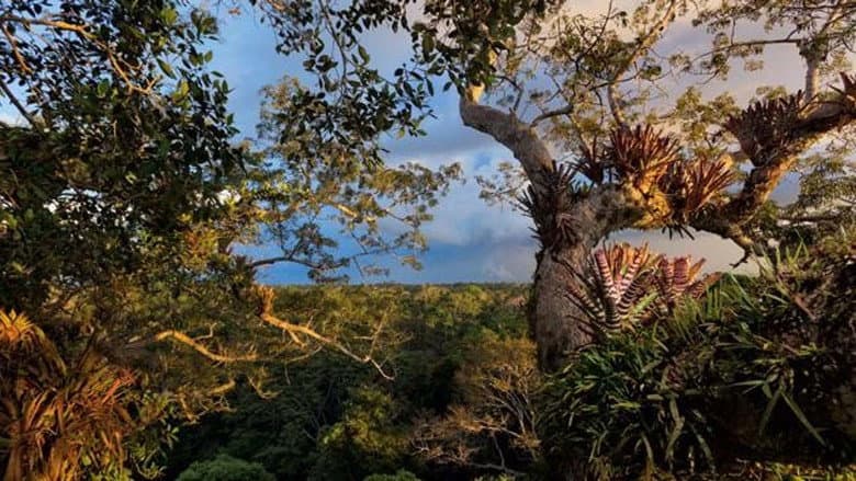 Кадр із фільму «Secret Life of the Rainforest»