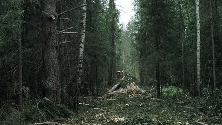 Backdrop from The Forest