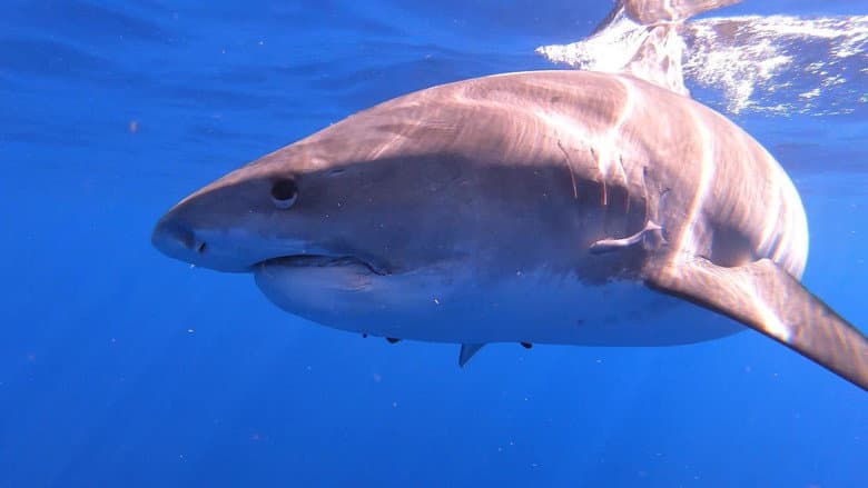 Backdrop from Sharks of Hawaii