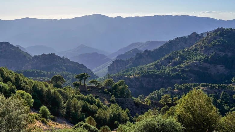 Backdrop from Les forêts des sommets