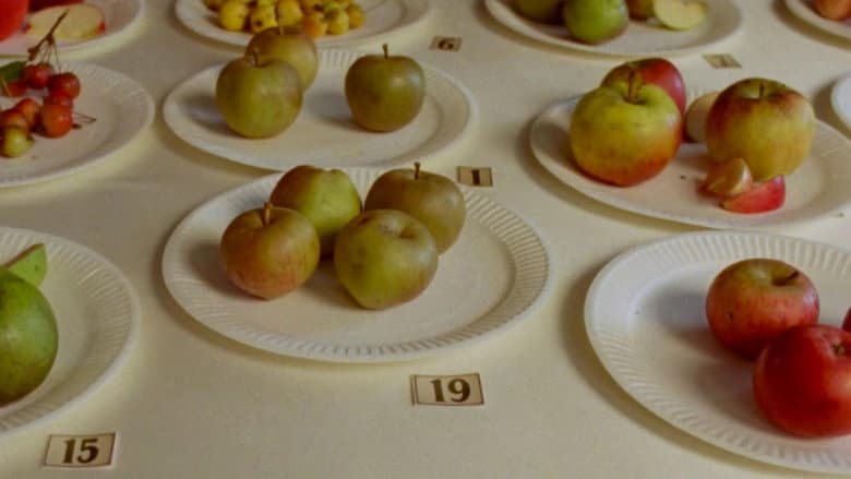 Backdrop from Some Interesting Apples