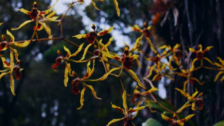 Backdrop from Homo Botanicus
