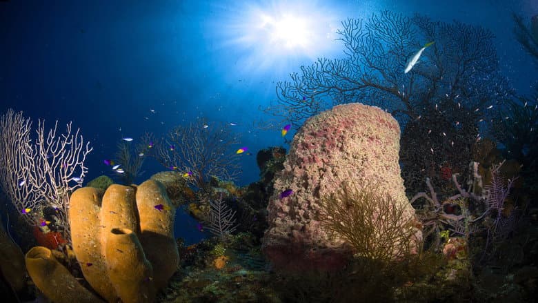 Backdrop from Jewels of the Caribbean Sea
