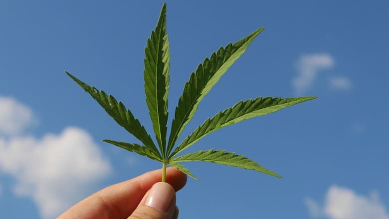 Backdrop from Cannabis sur ordonnance