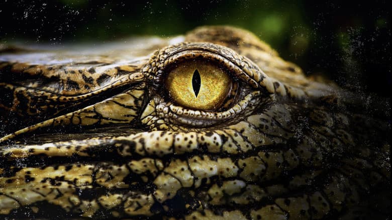 Backdrop from Crocodiles Revealed