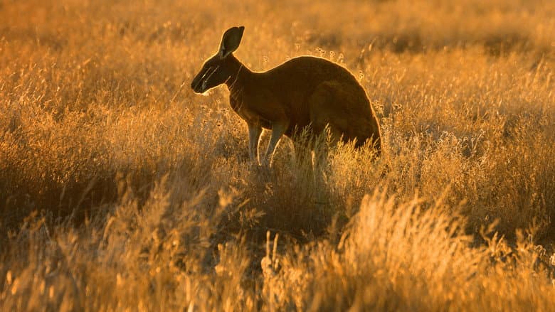 Backdrop from Wild Australia