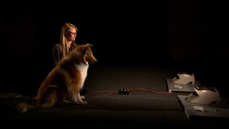 Backdrop from A Dog's Life