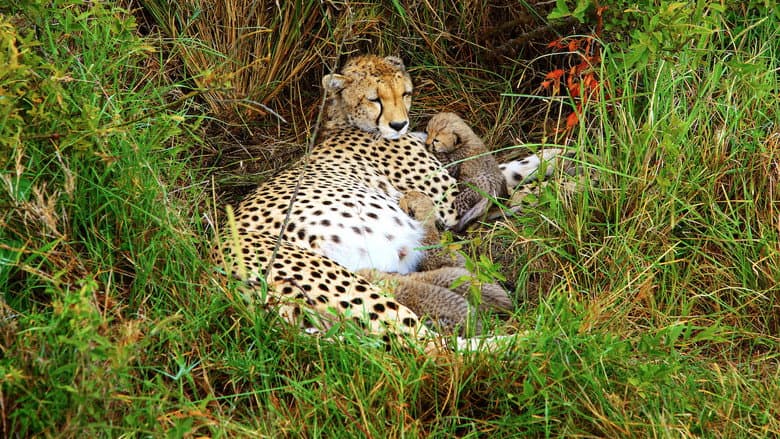 Backdrop from Cheetah Mom