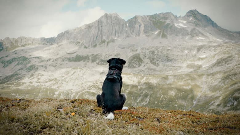 Backdrop from Cody - The dog days are over