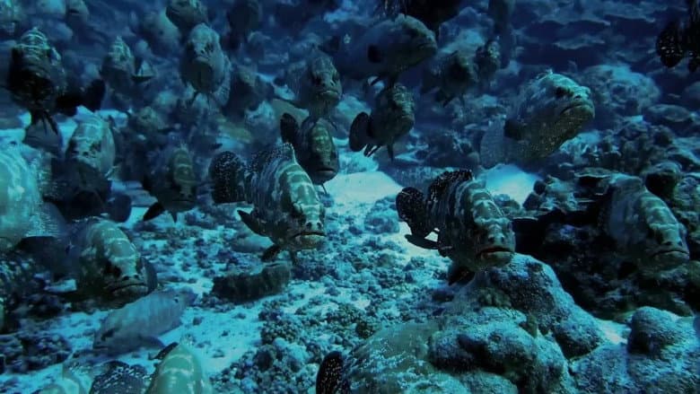 Backdrop from The Grouper Mystery
