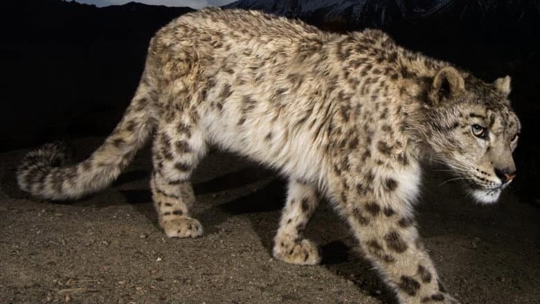 Backdrop from Snow Leopard of Afghanistan