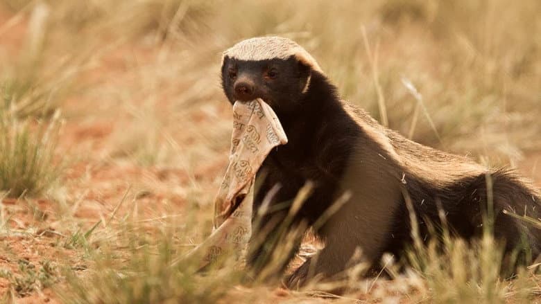 Backdrop from Ultimate Honey Badger