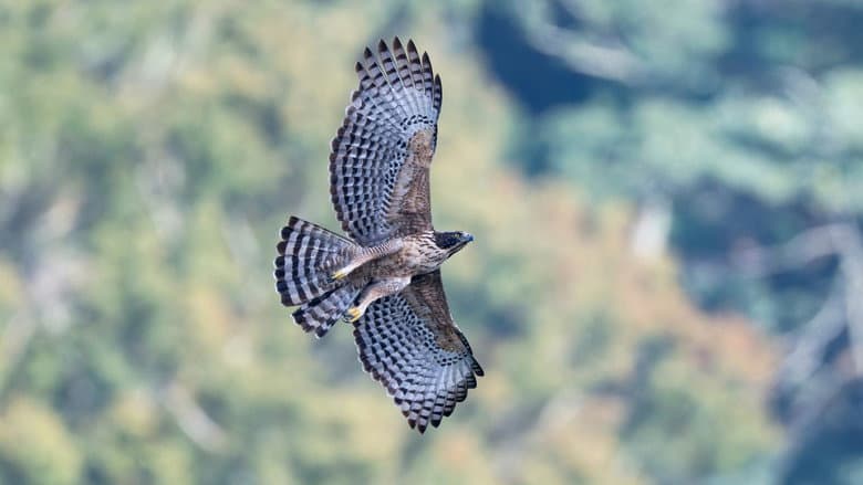 Backdrop from Fly! Mountain Hawk-Eagle