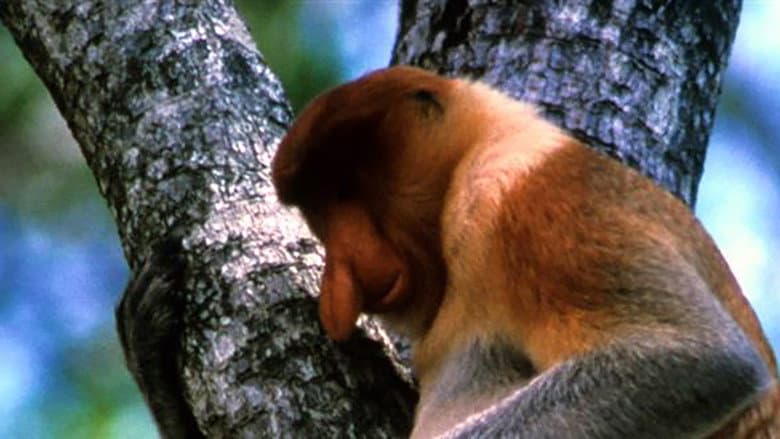 Backdrop from The Biggest Nose in Borneo
