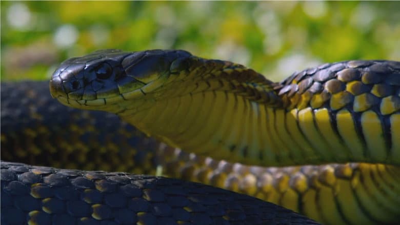 Backdrop from Snake Island: Wild & Deadly