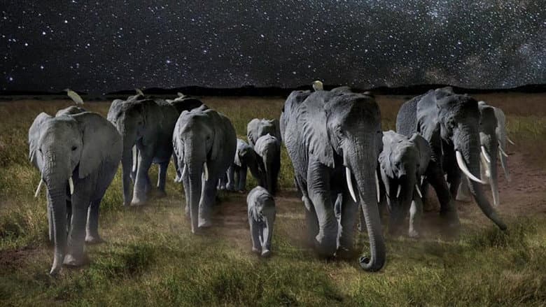 Backdrop from La Nuit des éléphants
