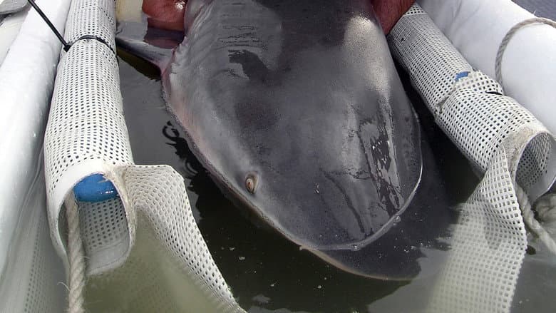Кадр із фільму «Sharks in the City: Bull Sharks in the Backyard»