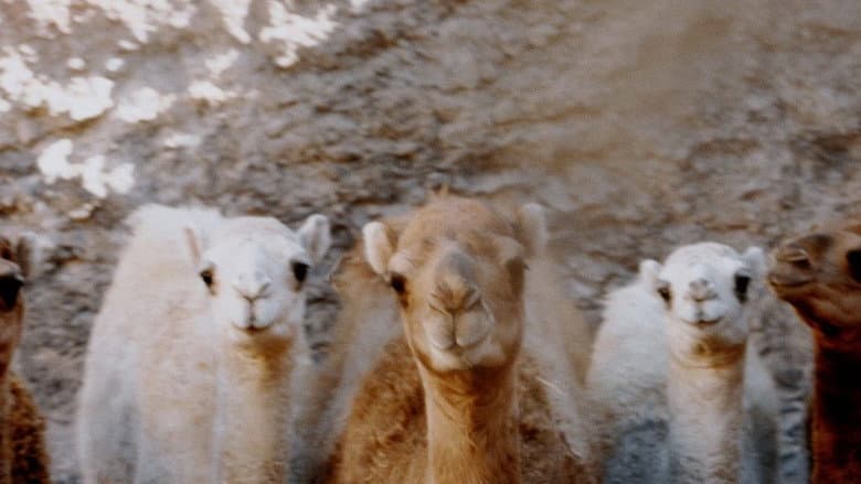 Backdrop from Notes from a Dromedary