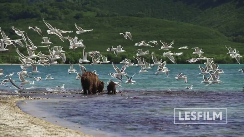 Backdrop from Kamchatka Bears. Life Begins