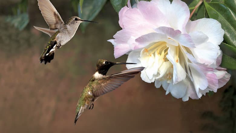 Backdrop from First Flight: A Mother Hummingbird's Story