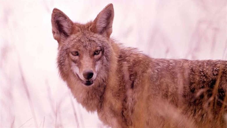 Backdrop from A Country Coyote Goes Hollywood