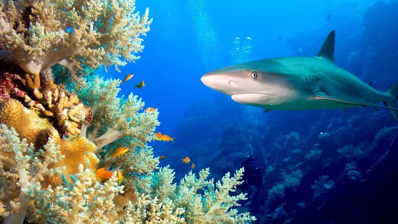 Backdrop from Journey to Shark Eden