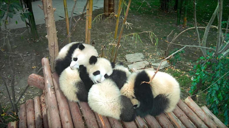 Backdrop from Pandas