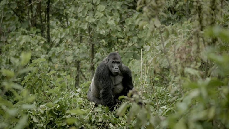 Backdrop from Silverback