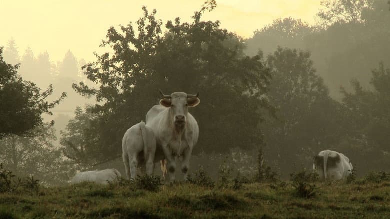 Backdrop from Bovines