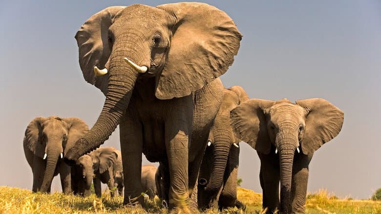 Backdrop from Soul of the Elephant