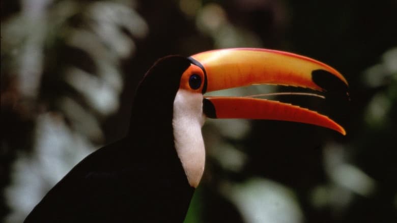 Backdrop from The Life of Birds