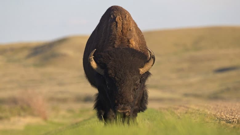 Кадр із фільму «Wild Prairie Man»