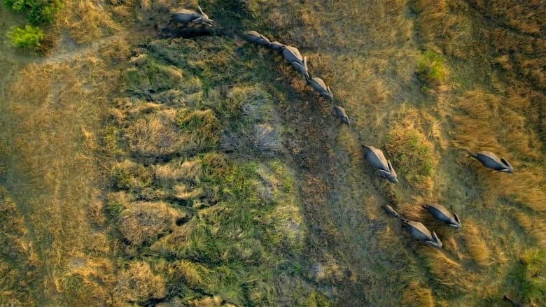 Backdrop from Migrations: Herds on the Move