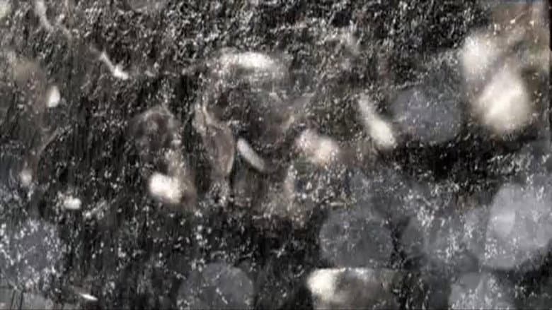 Backdrop from Still in Cosmos